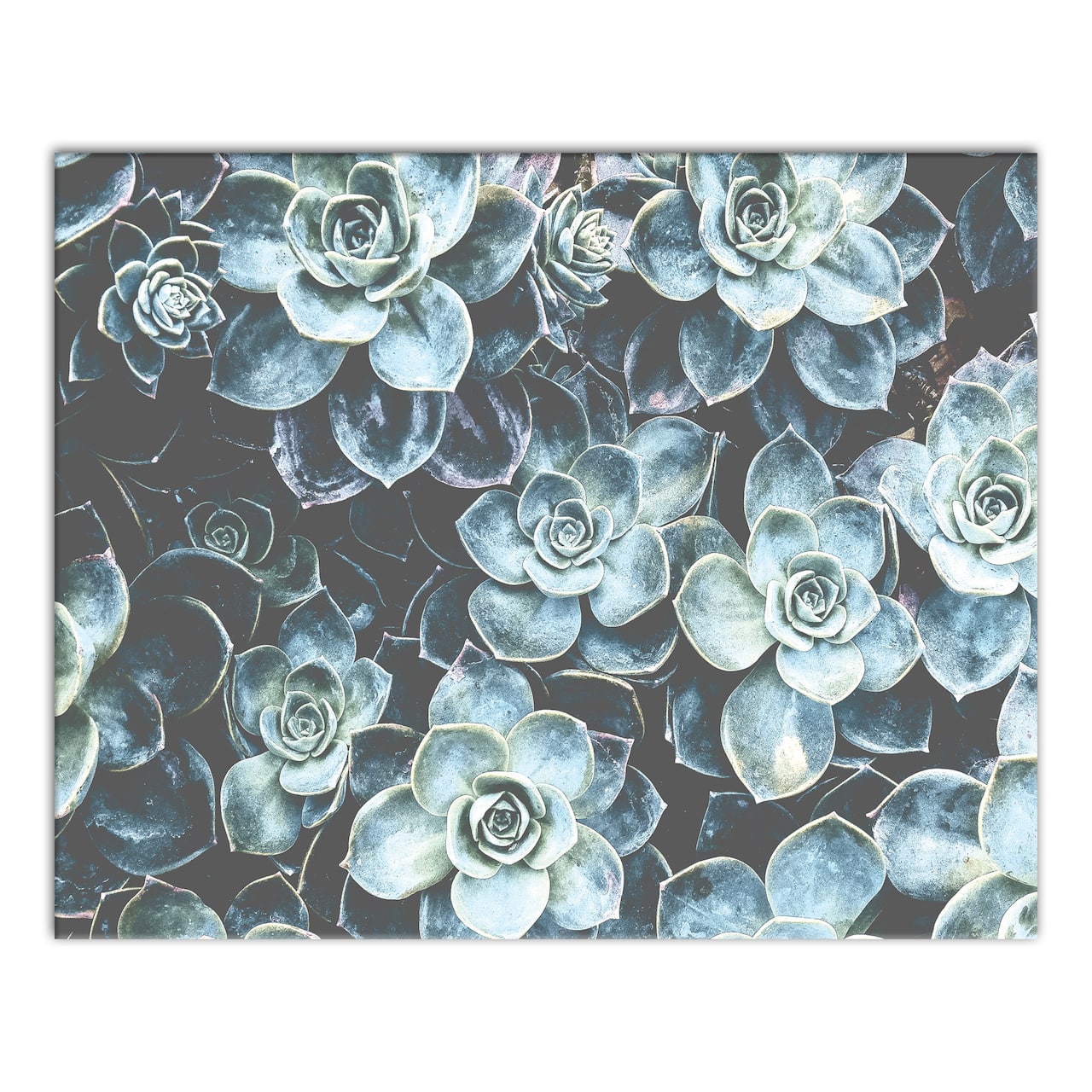 Grouping Of Succulents 20" x 16" Canvas Wall Art